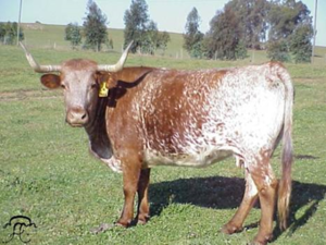 Crescimento de bovinos e otimização do lucro do produtor: um exemplo de colaboração CIMA-ICAAM