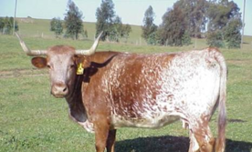 Crescimento de bovinos e otimização do lucro do produtor: um exemplo de colaboração CIMA-ICAAM